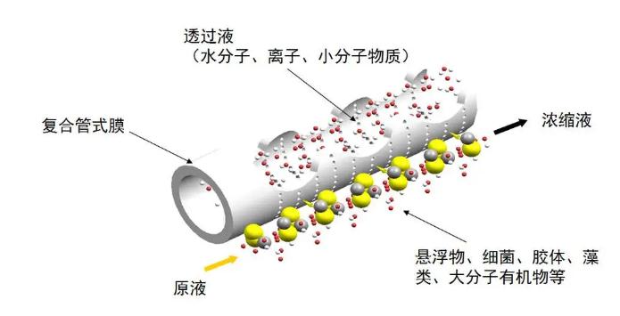 王中特王49